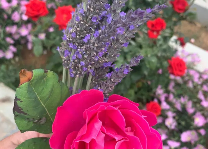 Aliki Piskopiano Вилла Херсониссос